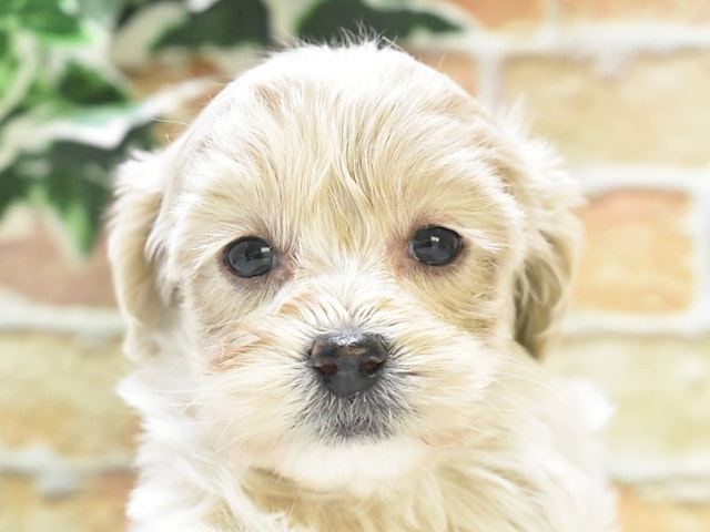 鳥取県のハーフ犬・ミックス犬 (ペッツワンFC鳥取店/2025年2月8日生まれ/女の子/クリーム)の子犬